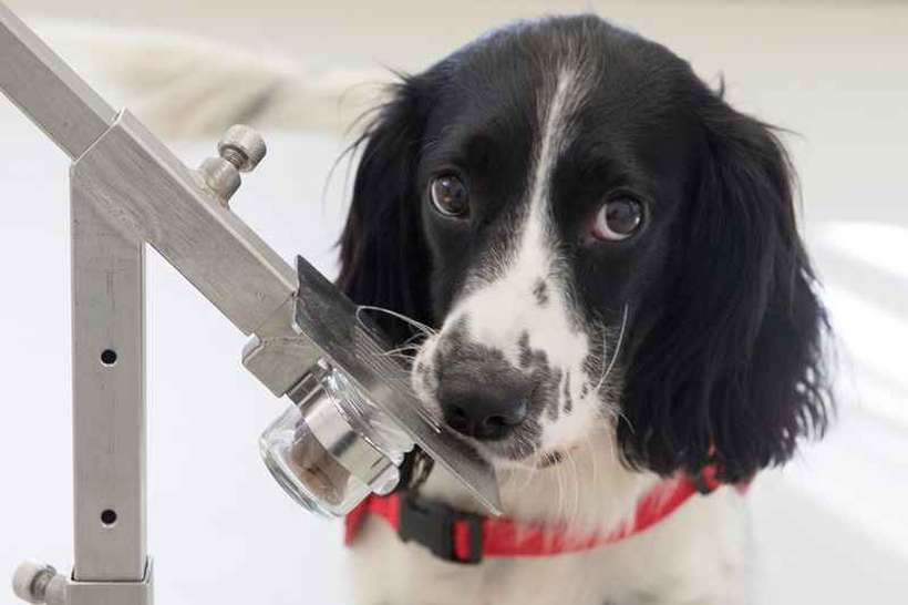 Freya é um dos cães treinados para farejar a doença: estratégia poderá ser adotada em portos e aeroportos. Foto: Medical Detection Dogs/Divulgação/ Freya é um dos cães treinados para farejar a doença: estratégia poderá ser adotada em portos e aeroportos. Foto: Medical Detection Dogs/Divulgação/