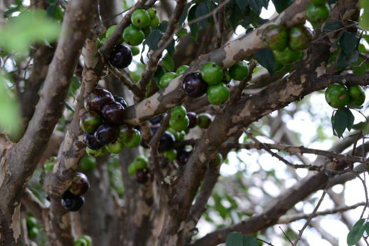 Extrato da casca da jabuticaba foi usado na pesquisa. Foto: Divulgação Embrapa