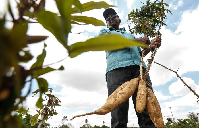 Vilmar produz nos seus 80 ha a mandioca que contempla a cerveja Nossa. Foto: Rafael Martins/Divulgação