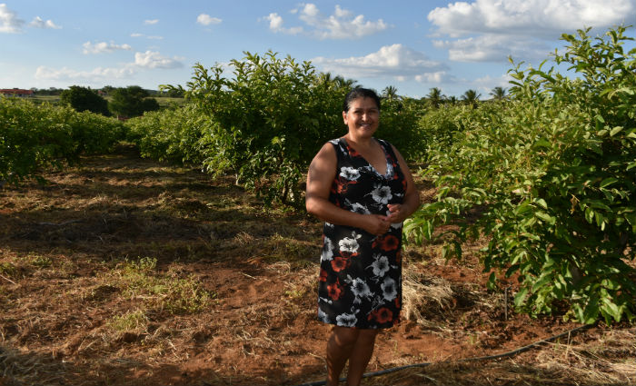 Edvaneide Graça começou plantando cinco mudas, hoje possui 800 pés e consegue vender toda a produção. Foto:/
