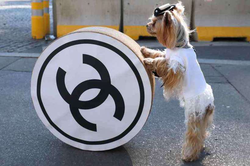 A associação de direitos dos animais Peta aplaudiu a medida. Foto: AFP/ A associação de direitos dos animais Peta aplaudiu a medida. Foto: AFP/