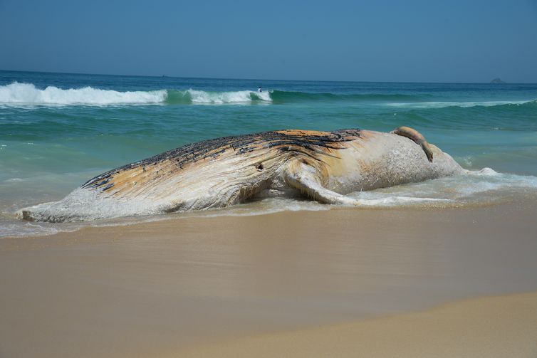 Foto: Tomaz Silva/Arquivo Agência Brasil/Foto: Tomaz Silva/Arquivo Agência Brasil Foto: Tomaz Silva/Arquivo Agência Brasil/Foto: Tomaz Silva/Arquivo Agência Brasil