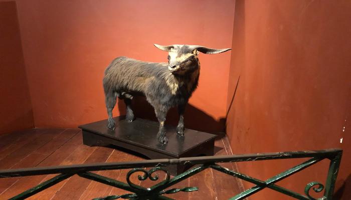 Figura ilustre do Ceará, o Bode Iôiô será enredo do carnaval carioca em 2019. Foto: Mabson Rodrigues/DP 