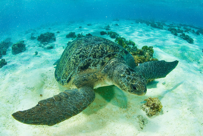 Aproximadamente 4,8 mil ninhos da tartaruga são encontrados no Brasil por temporada. Foto: Projeto Tamar/Divulgação.