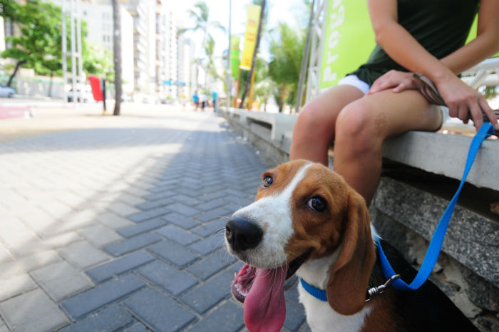 Fezes de animais, como cães, agora devem ser recolhidas obrigatoriamente nos espaços públicos do Recife. Foto: Alcione Ferreira/arquivo/DP/ Fezes de animais, como cães, agora devem ser recolhidas obrigatoriamente nos espaços públicos do Recife. Foto: Alcione Ferreira/arquivo/DP/