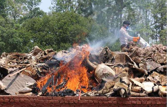 Em gesto contra o tráfico da vida selvagem, funcionário de parque no Nepal queima partes de bichos apreendidos de caçadores (foto: AFP)/Em gesto contra o tráfico da vida selvagem, funcionário de parque no Nepal queima partes de bichos apreendidos de caçadores (foto: AFP)