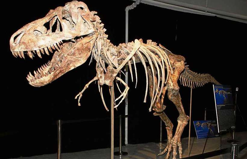 Esqueleto de um tiranossauro: os animais gigantes viveram durante 160 milhões de anos e desapareceram da Terra há cerca de 66 milhões: extinção intriga leigos e cientistas até hoje. Foto: AFP/ Esqueleto de um tiranossauro: os animais gigantes viveram durante 160 milhões de anos e desapareceram da Terra há cerca de 66 milhões: extinção intriga leigos e cientistas até hoje. Foto: AFP/