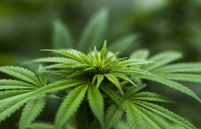 Cultivo da maconha para uso medicinal demanda muita água e energia elétrica. Há ainda os cuidados quanto ao uso de pesticidas. Foto: Reprodução/Pixabay/