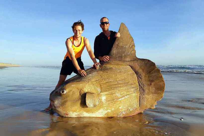 Ainda não se sabe o motivo pelo qual este peixe-lua chegou à costa. Foto: Courtesy e Linette Grzelak/AFP/ Ainda não se sabe o motivo pelo qual este peixe-lua chegou à costa. Foto: Courtesy e Linette Grzelak/AFP/