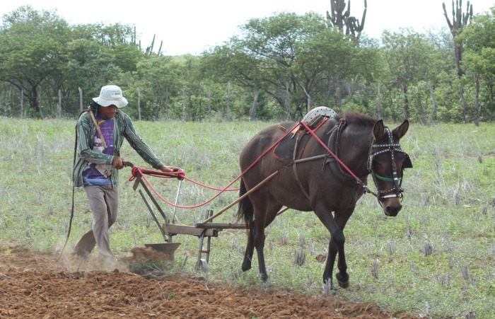 Carnaíba, a 394 quilômetros do Recife, desenvolve meios de enfrentar a estiagem prolongada, ajudando na sobrevivência do homem do campo. Foto: Roberto Arrais / Divulgação/ Carnaíba, a 394 quilômetros do Recife, desenvolve meios de enfrentar a estiagem prolongada, ajudando na sobrevivência do homem do campo. Foto: Roberto Arrais / Divulgação/