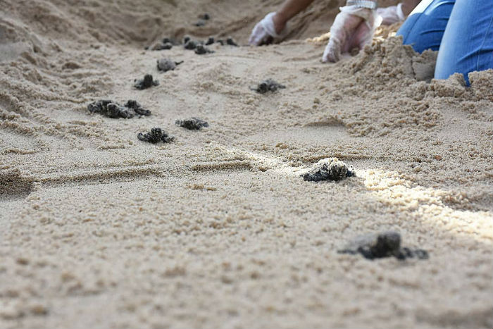 Foto: Francisco Marques/