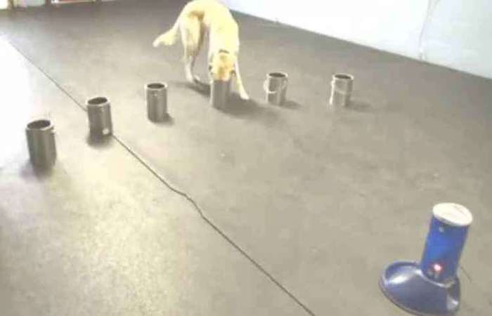 Um dos cachorros participantes do estudo: alto índice de acertos
Foto: Reprodução/ Um dos cachorros participantes do estudo: alto índice de acertos
Foto: Reprodução/