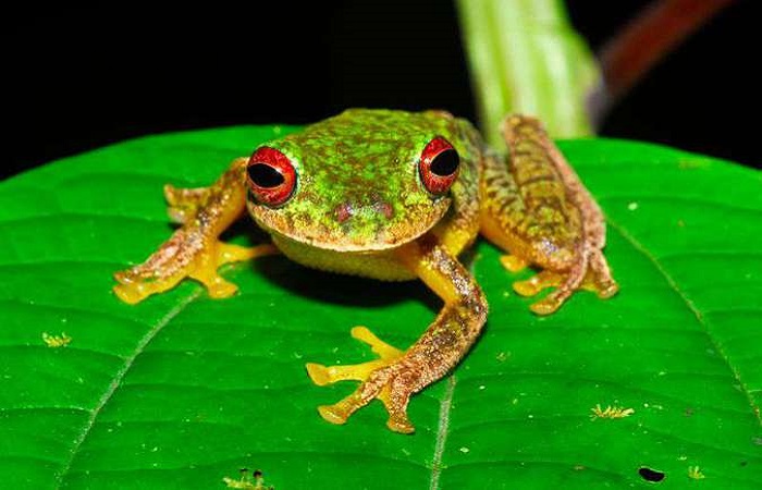FOTO:Jonathan E. Kolby/Honduras Amphibian Rescue & Conservation Center/FOTO:Jonathan E. Kolby/Honduras Amphibian Rescue & Conservation Center