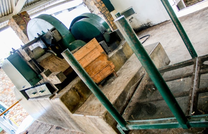 O segundo passo para a produção da cachaça é a moenda. Foto: Chico Andrade/SeturPE