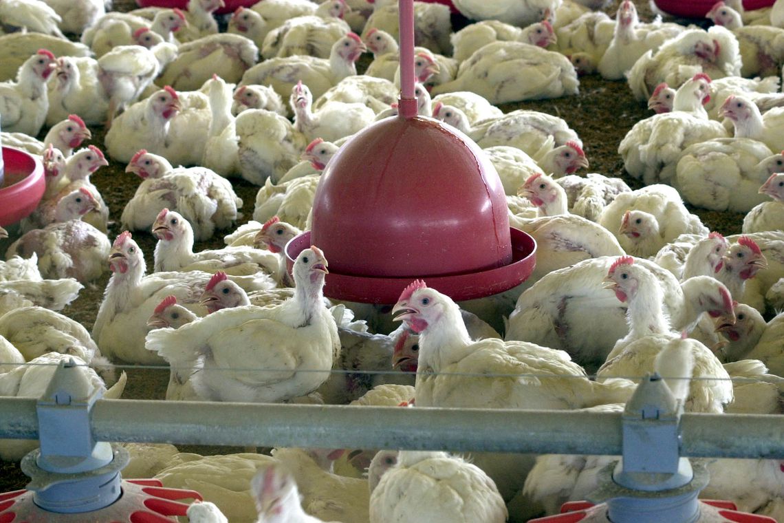 Foto: Arquivo/Ag&ecirc;ncia Brasil/