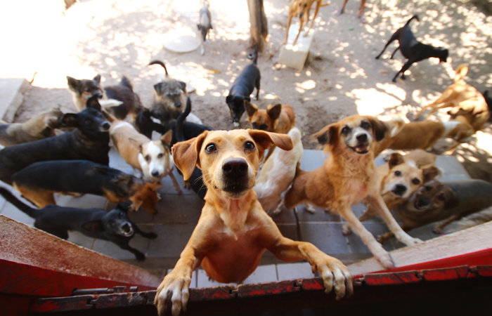 Poderão participar apenas animais previamente cadastrados. Foto: Karina Morais/Arquivo Esp.DP./