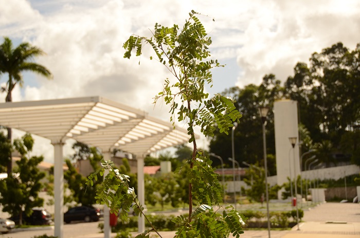 Atualmente, existem 260 mil árvores espalhadas pela capital pernambucana. Foto: Antonio Tenório/Divulgação./ Atualmente, existem 260 mil árvores espalhadas pela capital pernambucana. Foto: Antonio Tenório/Divulgação./