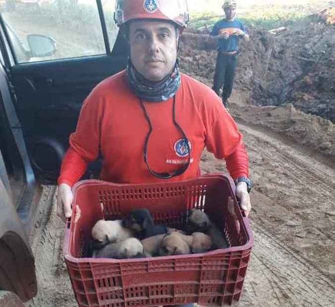 Cachorros foram encontrados durante buscas por vítimas da tragédia de Brumadinho. Foto: Divulgação/ Corpo de Bombeiros/