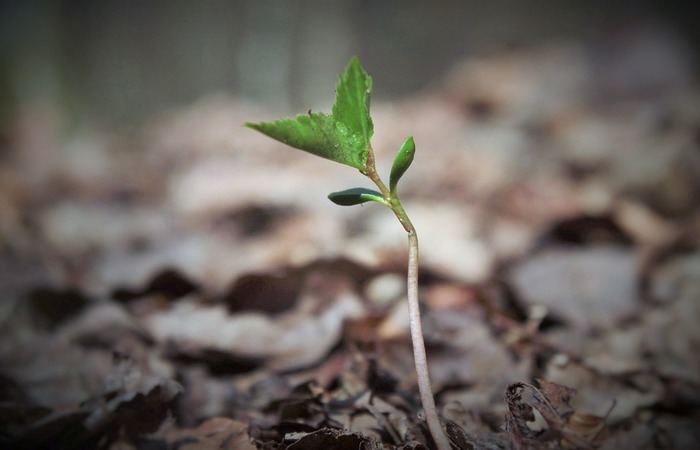 Foto: Reprodução/Pixabay/