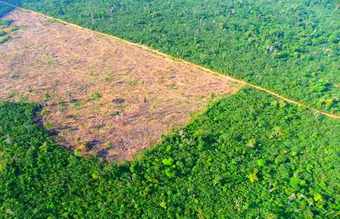 20% dos alertas não validados está no bioma amazônia. Foto: Reprodução/Ibama/Foto: Reprodução/Ibama