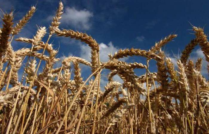 Pragas ameaçam 20% das cinco culturas que respondem por metade da ingestão calórica do mundo: trigo (foto), arroz, feijão, milho e soja. Foto: Gerárd Paillard /Divulgação/ Pragas ameaçam 20% das cinco culturas que respondem por metade da ingestão calórica do mundo: trigo (foto), arroz, feijão, milho e soja. Foto: Gerárd Paillard /Divulgação/