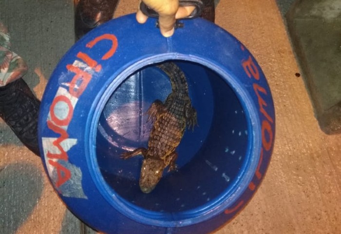 Foto: Divulgação/PMPE./Foto: Divulgação/PMPE.