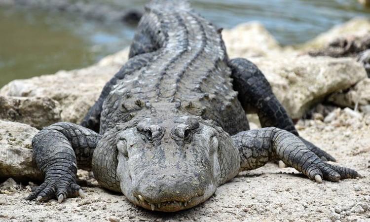 Foto: Rhona Wise/AFP/Foto: Rhona Wise/AFP