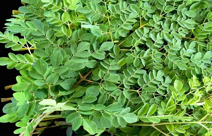 A moringa oleifera também é conhecida como acácia-branca. Foto: Reprodução/Internet/Foto: Reprodução/Internet A moringa oleifera também é conhecida como acácia-branca. Foto: Reprodução/Internet/Foto: Reprodução/Internet