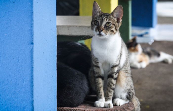 Gatos também sofrem com clima frio - Bruna Costa/Esp. DP