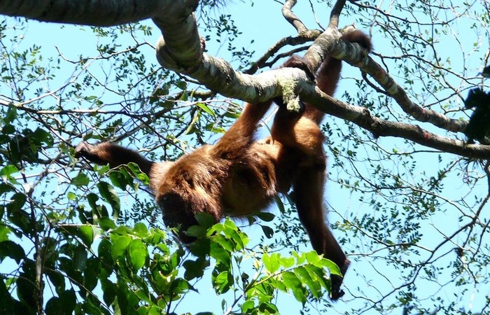 A espécie já está ameaçada de extinção por causa de fragmentação e perda do habitat. Foto: Marcos Kawall/SVMA/Divulgação/Foto: Marcos Kawall/SVMA/Divulgação A espécie já está ameaçada de extinção por causa de fragmentação e perda do habitat. Foto: Marcos Kawall/SVMA/Divulgação/Foto: Marcos Kawall/SVMA/Divulgação
