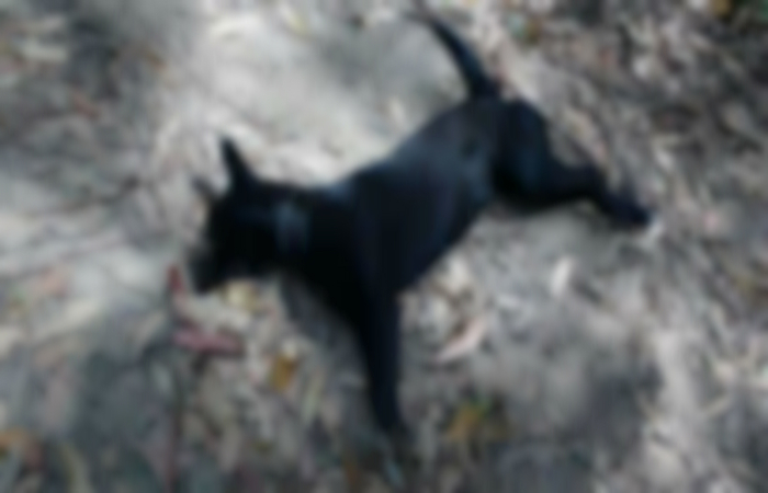 Pretinha, assim era chamada por moradores a cadelinha morta em Caeté. Ativista e ONG se juntaram para repercutir o fato
(WhatsApp/Cortesia)/ Pretinha, assim era chamada por moradores a cadelinha morta em Caeté. Ativista e ONG se juntaram para repercutir o fato
(WhatsApp/Cortesia)/