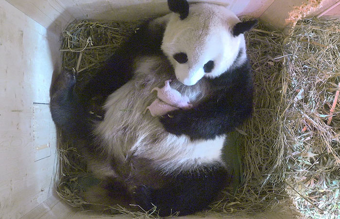 Reprodução/Vídeo Bored Panda/ Reprodução/Vídeo Bored Panda/