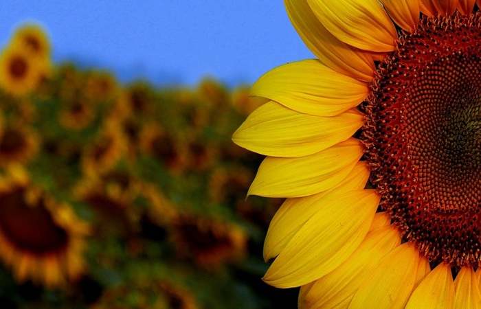 Depress&atilde;o sem Tabu, iniciativa do movimento mundial Setembro Amarelo. Foto: Reprodu&ccedil;&atilde;o/Pixabay/Foto: Reprodu&ccedil;&atilde;o/Pixabay