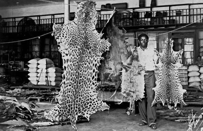 Prática ilegal de exploração dos recursos da Amazônia vem da década de 60, como mostra a imagem com a venda de peles no Mercado de Manaus. Foto: IBGE