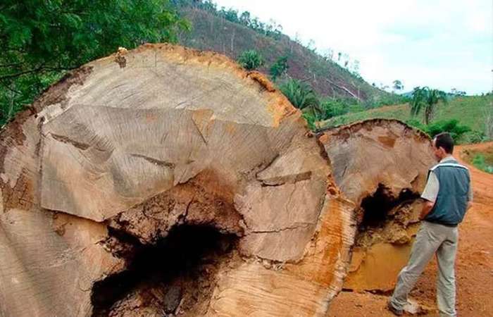 Castanheiras derrubadas ilegalmente: queimadas e desmatamento assolam a Amazônia há décadas. Foto: Ana Cotta, 2007