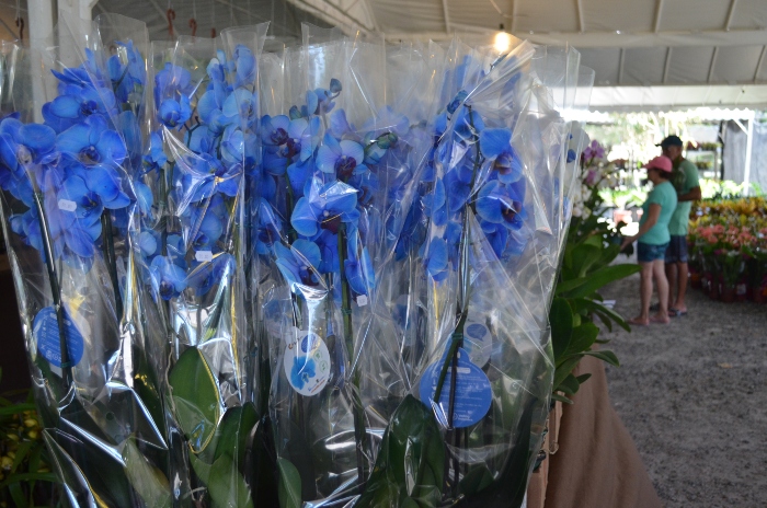 Cerca de 225 mil plantas estar&atilde;o &agrave; venda. Foto: Malu Cavalcanti/ Esp. DP/