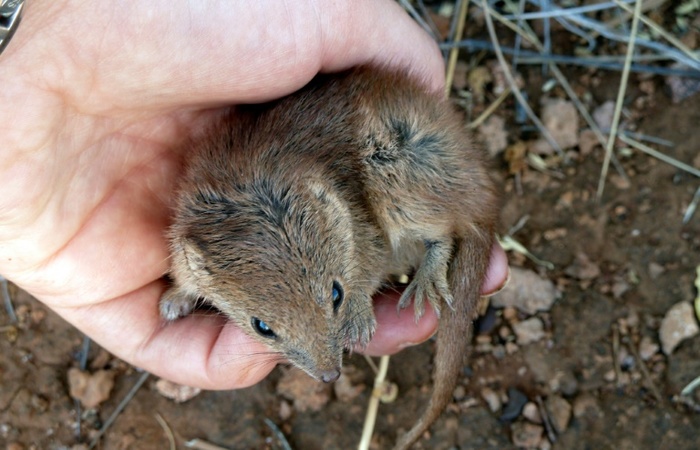 Universidad de Western Australia/AFP/ Universidad de Western Australia/AFP/