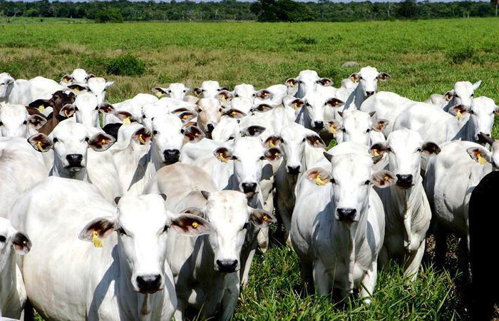 Foto: Arquivo/Agência Brasil/Ascom AdePARÁ/Foto: Arquivo/Agência Brasil/Ascom AdePARÁ Foto: Arquivo/Agência Brasil/Ascom AdePARÁ/Foto: Arquivo/Agência Brasil/Ascom AdePARÁ