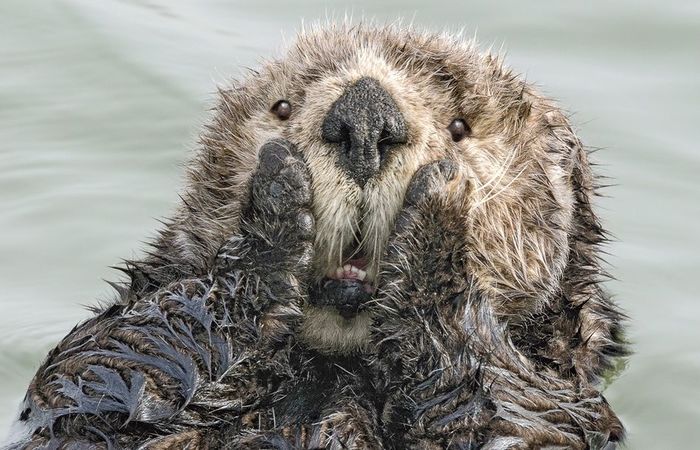 Créditos: Comedy Wildlife Photography Awards 2019/ Créditos: Comedy Wildlife Photography Awards 2019/