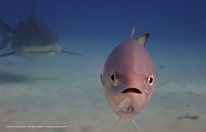 Créditos: Comedy Wildlife Photography Awards 2019