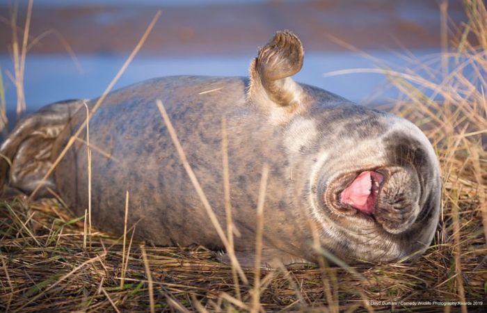 Créditos: Comedy Wildlife Photography Awards 2019