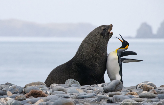 Créditos: Comedy Wildlife Photography Awards 2019