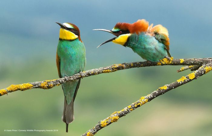 Créditos: Comedy Wildlife Photography Awards 2019