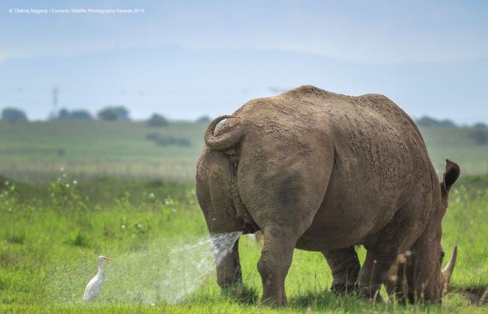 Créditos: Comedy Wildlife Photography Awards 2019