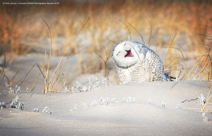 Créditos: Comedy Wildlife Photography Awards 2019