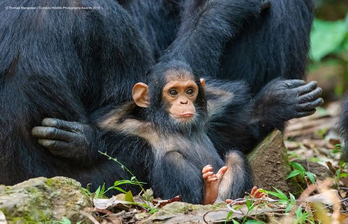 Créditos: Comedy Wildlife Photography Awards 2019