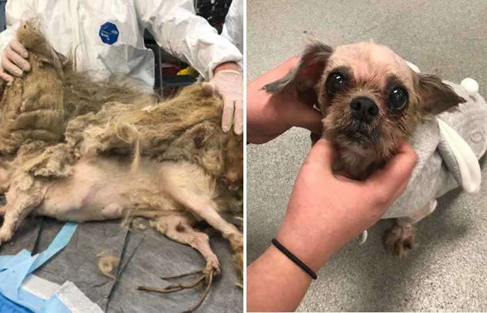 O antes e depois de Ellie Mae, da raça Shih Tzu, resgatada em condições degradantes. Foto: Reprodução/Twitter/ O antes e depois de Ellie Mae, da raça Shih Tzu, resgatada em condições degradantes. Foto: Reprodução/Twitter/