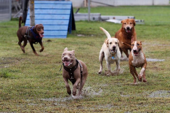 Outros quatro espaços já funcionam no Recife. Foto: Ricardo Fernandes/DP/