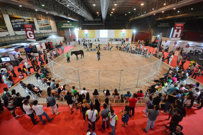 Doma gentil de equinos é uma das atividades oferecidas. Foto: Divulgação./