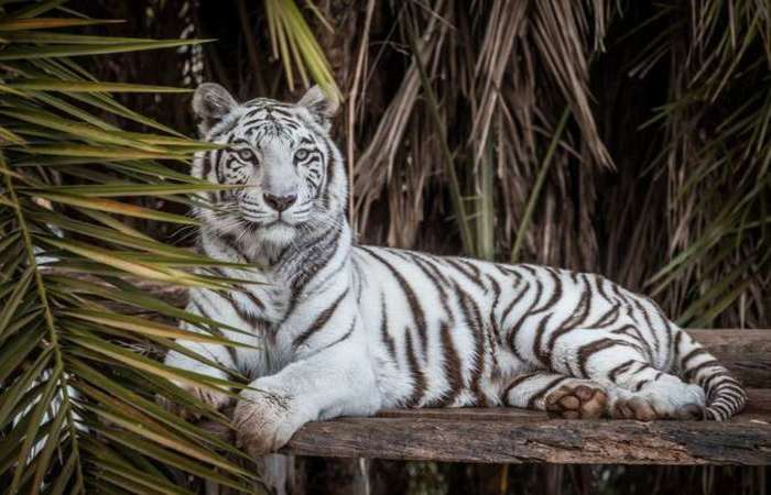 Tigresa Maya passou por quatro cirurgias em um intervalo de 17 dias. Ela não resistiu e morreu no último domingo. Foto: Zoologico de Brasilia/Divulgação/
